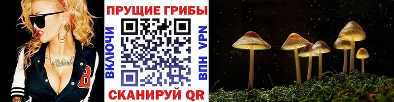 Галлюциногенные грибы Psilocybine cubensis  Калуга 